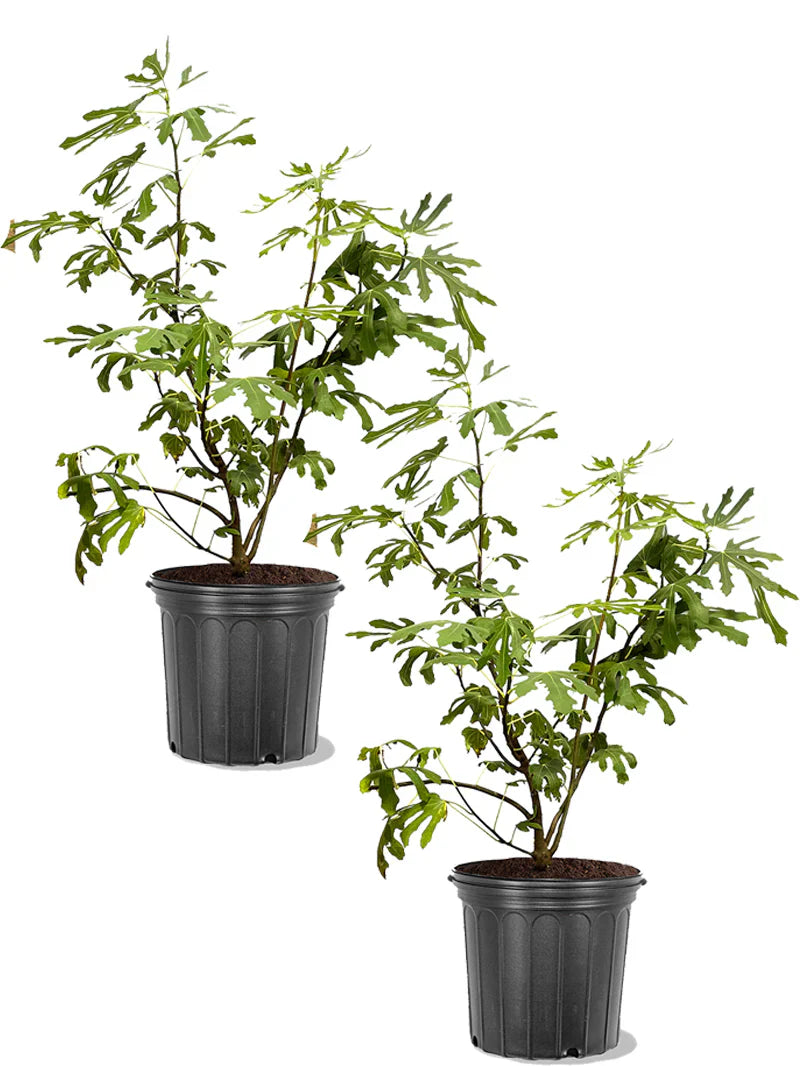 Texas Everbearing Fig Trees