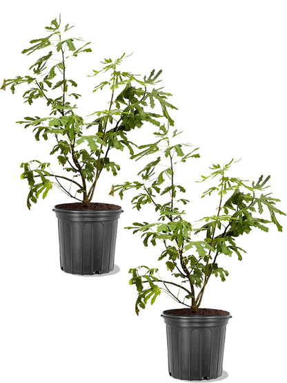 Texas Everbearing Fig Trees