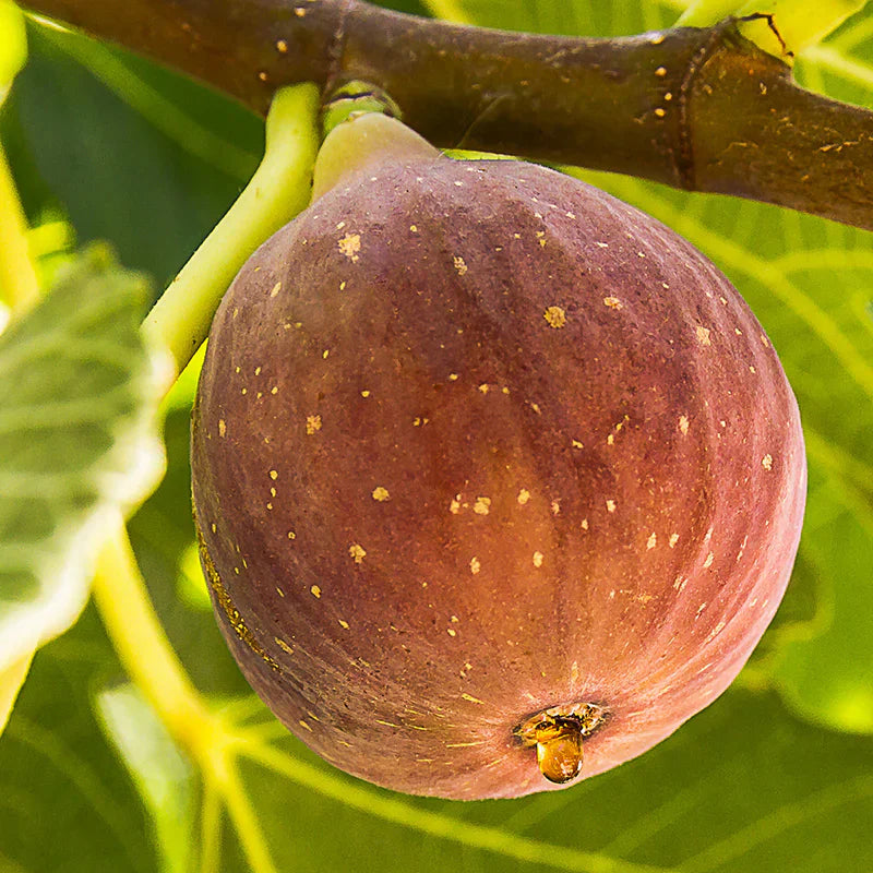 Texas Everbearing fig growing on tree branch with green leaves