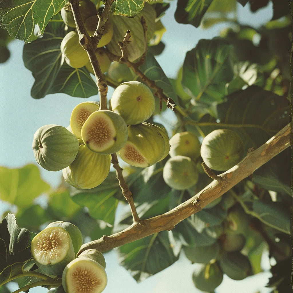 White Genoa Figs figs on a tree branch with leaves