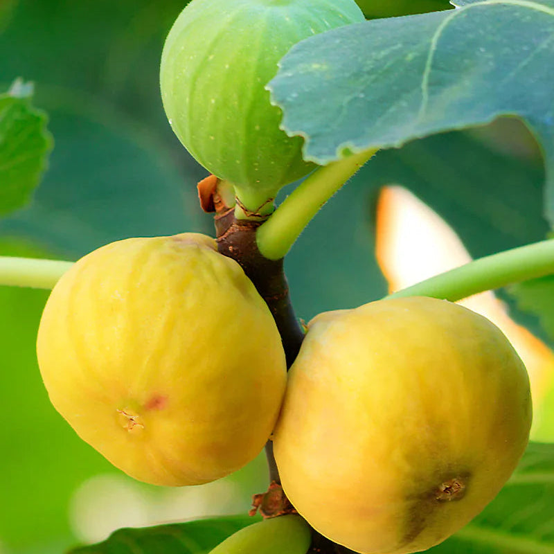 Ripe Yellow Long Neck figs hanging from tree branch