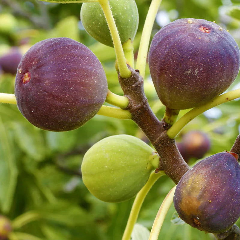 Brown Turkey (California) Fig