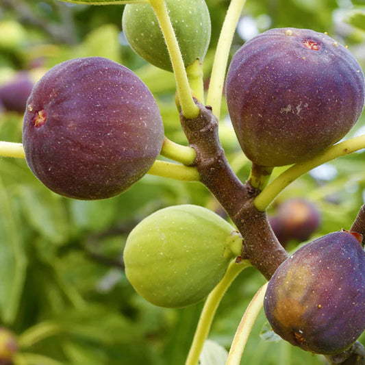 Brown Turkey (California) Fig