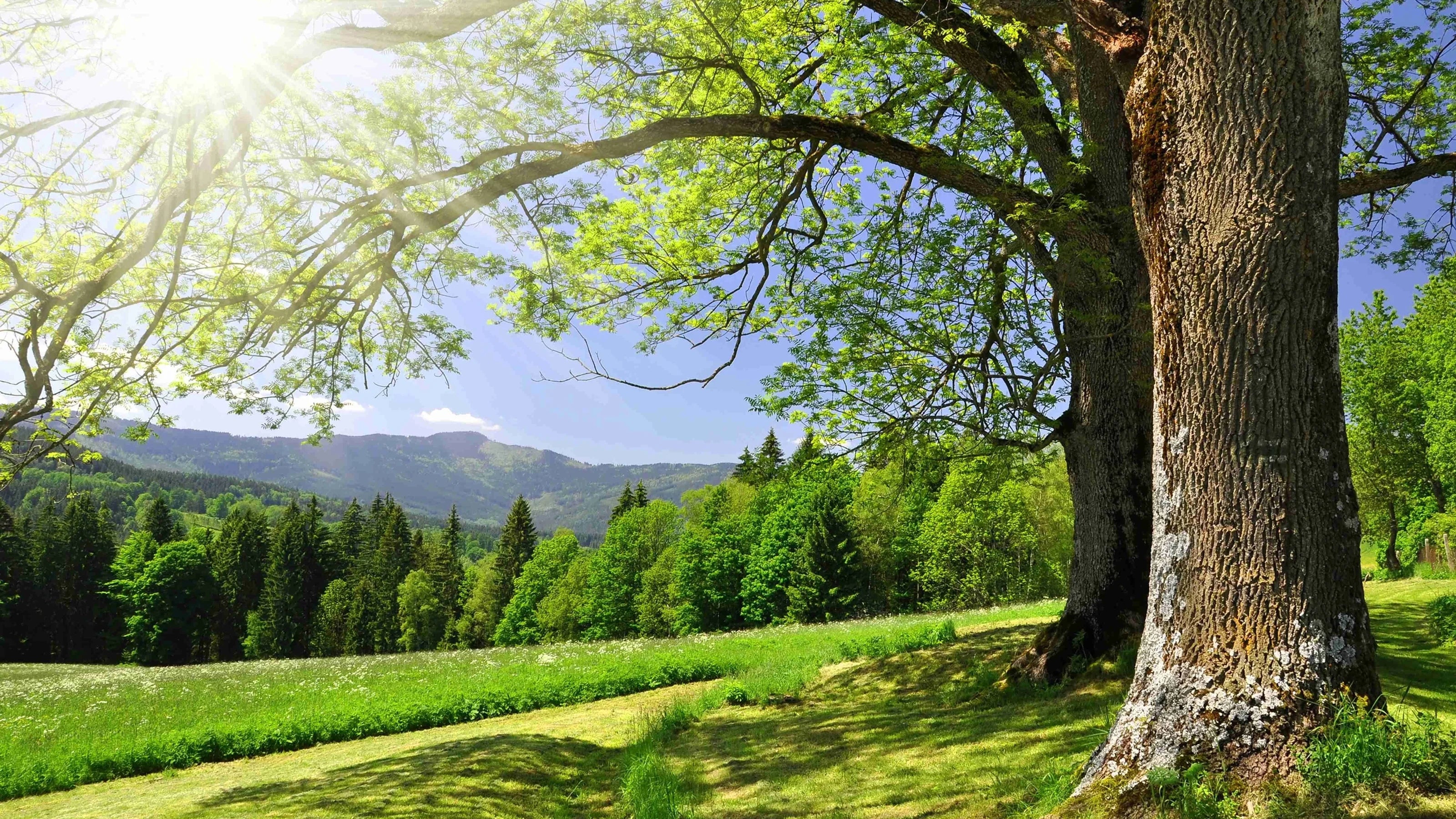 Large tree providing shade in a sunny green meadow with rolling hills and forest in the background.